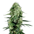 thumb of Ghost Train Haze plant