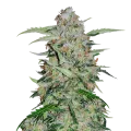 thumb of GMO Cookies plant