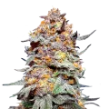 thumb of Granddaddy Purple plant