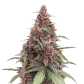 thumb of Grandmommy Purple cannabisplant
