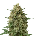 thumb of Grape Ape Auto Plant