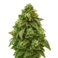 thumb of Green Crack Auto Plant