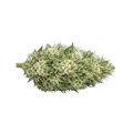 thumb of Gush Mints Autoflower Cannabis-top
