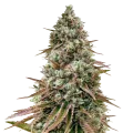 thumb of Ice Cream Cake plant