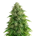 thumb of Jack Herer Auto Plant