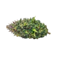 thumb of Kali Mist Cannabis top