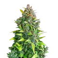 thumb of Kali Mist Cannabis Plant