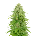 thumb of Khalifa Kush Auto Plant