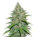 thumb of LA Confidential Auto Plant