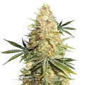 thumb of Legend OG Plant