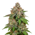 thumb of LSD Auto Plant