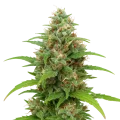 thumb of Magnum Auto Plant