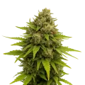 thumb of Maui Waui Auto Plant
