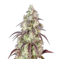 thumb of Mendo Breath Cannabis Plant