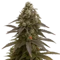thumb of Mimosa Auto Plant