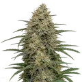 thumb of Moby Dicky Plant