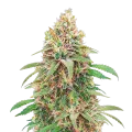 thumb of Motor Breath Plant