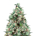 thumb of NYC Diesel plant
