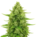 thumb of Northern Lights Auto Plant
