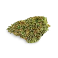 thumb of Northern Lights x Big Bud Bud
