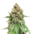thumb of Northern Lights x Big Bud Plant