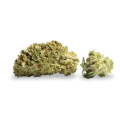 thumb of Pennywise bud
