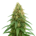 thumb of Pineapple Express Auto Plant