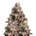 thumb of Pink Rozay Plant