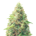 thumb of Pixie Dust Plant