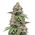 thumb of Plushberry Autoflower Plant