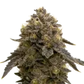 thumb of Purple Gelato Auto Plant