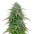 thumb of Purple Haze Auto Plant