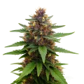 thumb of Purple Kush Auto Plant