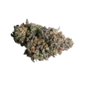 thumb of Rainbow Belts Bud