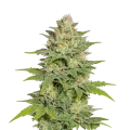 thumb of Sleepy Joe OG Auto Plant