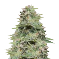 thumb of Sleepy Joe Plant