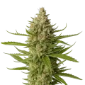 thumb of Snoop Dogg OG Plant