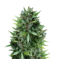 thumb of Sour Diesel plant