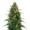 thumb of Strawberry Cough Auto Plant