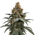 thumb of Sundae Driver cannabisplant