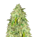 thumb of Sunset Sherbet plant