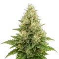 thumb of Super Boof autoflower plant