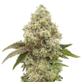 thumb of Super Boof Plant