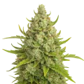 thumb of Super Lemon Haze Auto Plant