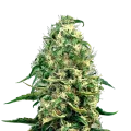 thumb of Super Silver Haze plant