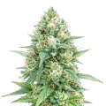 thumb of Plante de cannabis Tetra Express Autoflower
