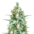 thumb of Tetra Cannabis Plant