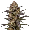thumb of The Toad Cannabis plant