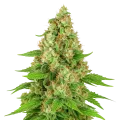 thumb of Triangle Kush Auto Plant