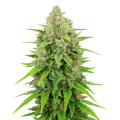 thumb of White Rhino Auto Plant
